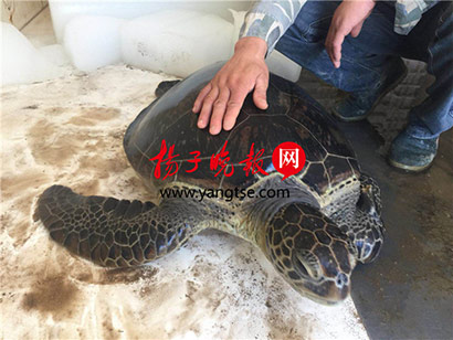 盐城渔民发现40公斤大海龟主动放生大海_海龟-渔民-海边-这只-渔政