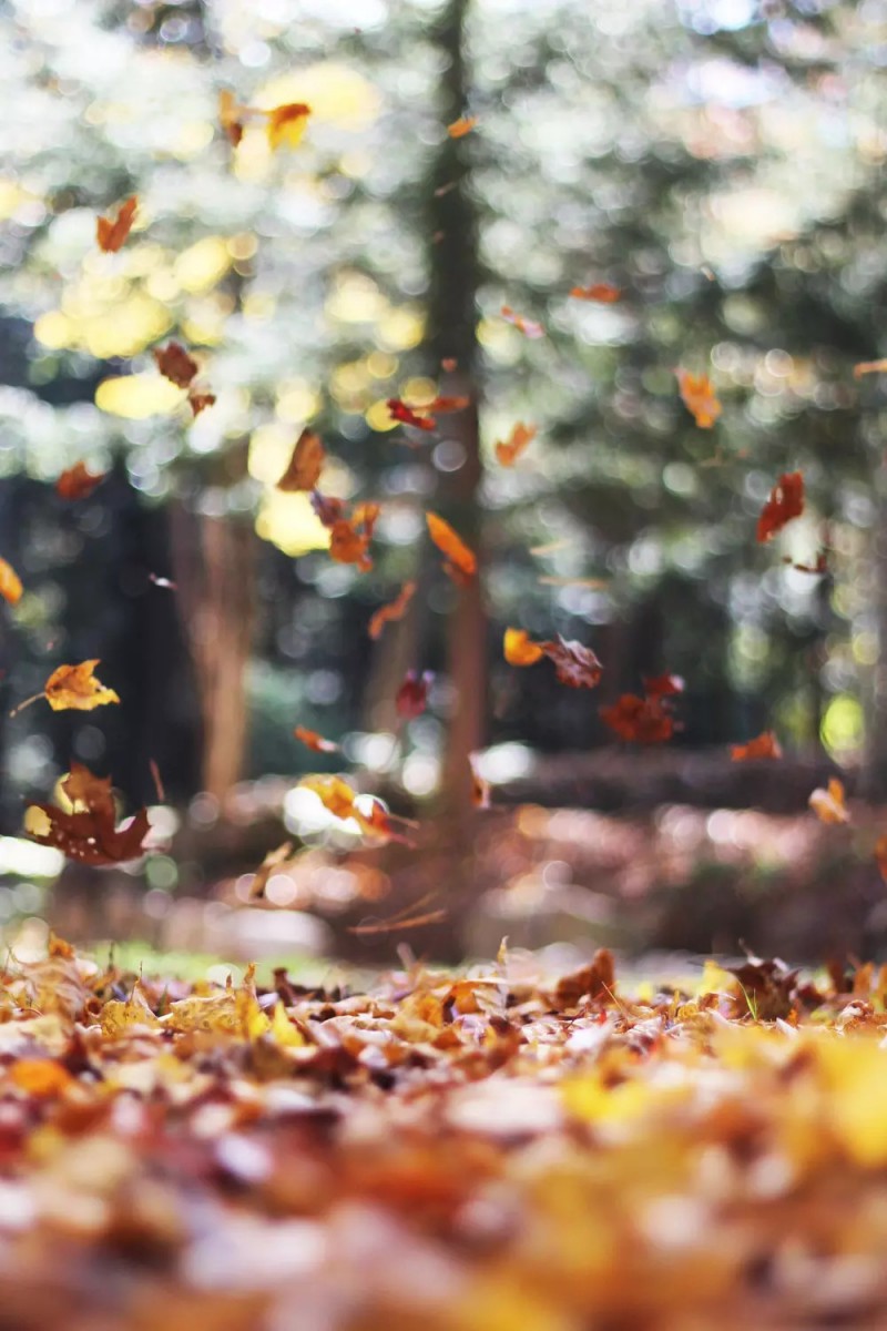 秋天结束之前，再来读读秋的诗词_相思-秋天-落叶-老树-秋风